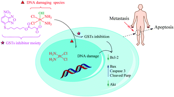 glutathione s-transferase function Service - Glutathione