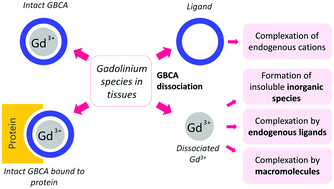 gadolinium contrast agents