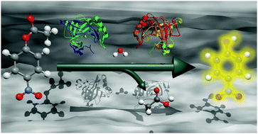 Highly active enzymes immobilized in large pore colloidal mesoporous silica  nanoparticles - New Journal of Chemistry (RSC Publishing)