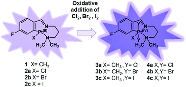 Luminescence Studies Of New C N N Cyclometallated Platinum Ii And Platinum Iv Compounds New Journal Of Chemistry Rsc Publishing