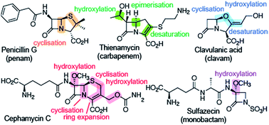 Roles Of 2 Oxoglutarate Oxygenases And Isopenicillin N Synthase In B Lactam Biosynthesis Natural Product Reports Rsc Publishing
