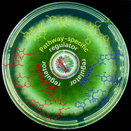 Harnessing Diverse Transcriptional Regulators For Natural Product Discovery In Fungi Natural Product Reports Rsc Publishing