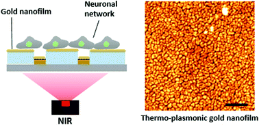 Thermo Plasmonic Gold Nanofilms For Simple And Mass Producible Photothermal Neural Interfaces Nanoscale Rsc Publishing