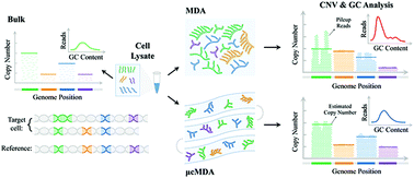 Accurate And Sensitive Single Cell Level Detection Of Copy Number Variations By Micro Channel Multiple Displacement Amplification Mcmda Nanoscale Rsc Publishing