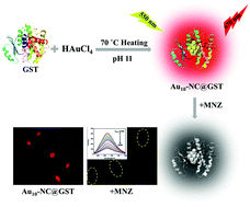 Strong red-emitting gold nanoclusters protected by glutathione S-transferase  - Nanoscale (RSC Publishing)