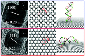 Facet Regulated Adhesion Of Double Stranded Dna On Palladium Surfaces Nanoscale Rsc Publishing