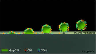 Nanoscale Organization Of Tetraspanins During Hiv 1 Budding By Correlative Dstorm Afm Nanoscale Rsc Publishing
