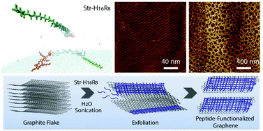 Surface-assisted assembly of a histidine-rich lipidated peptide for ...