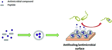 Tailoring the selfassembly of a tripeptide for the formation of