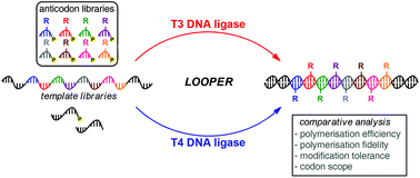 Efficiency and fidelity of T3 DNA ligase in ligase ...