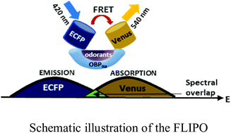 Fret Based Nanosensors For Monitoring And Quantification Of Alcohols In Living Cells Organic Biomolecular Chemistry Rsc Publishing