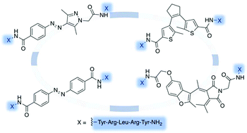 Photochromic peptidic NPY Y4 receptor ligands - Organic & Biomolecular ...