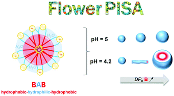 Loop Stabilized Bab Triblock Copolymer Morphologies By Pisa In Water Polymer Chemistry Rsc Publishing