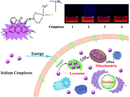 Lysosome Targeted Drugs Rhodamine B Modified N N Chelating Ligands For Half Sandwich Iridium Iii Anticancer Complexes Inorganic Chemistry Frontiers Rsc Publishing