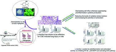 cigarette smoke extract l-Menthol alleviates cigarette smoke extract induced lung injury in rats by  inhibiting oxidative stress and inflammation via nuclear factor kappa B,  p38 MAPK and Nrf2 signalling pathways