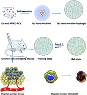 Enhancing the anti-ovarian cancer activity of quercetin using a  self-assembling micelle and thermosensitive hydrogel drug delivery system -  RSC Advances (RSC Publishing)