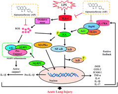 Alpinumisoflavone attenuates lipopolysaccharide-induced acute lung injury  by regulating the effects of anti-oxidation and anti-inflammation both in  vitro and in vivo - RSC Advances (RSC Publishing)
