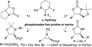 Pyrrolidine and oxazolidine ring transformations in proline and serine  derivatives of α-hydroxyphosphonates induced by deoxyfluorinating reagents  - RSC Advances (RSC Publishing)