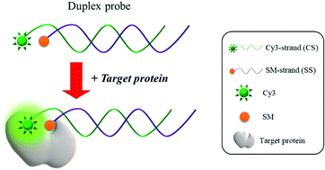 Protein Induced Fluorescence Enhancement For A Simple And Universal Detection Of Protein Small Molecule Interactions Rsc Advances Rsc Publishing