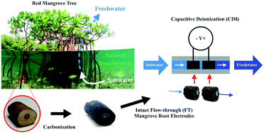 Intact mangrove root electrodes for desalination - RSC Advances (RSC  Publishing)