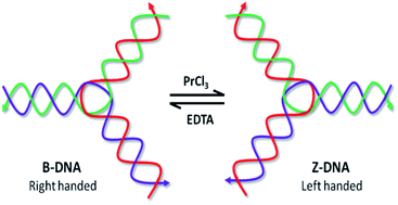 Praseodymium Promotes B Z Transition In Self Assembled Dna Nanostructures Rsc Advances Rsc Publishing