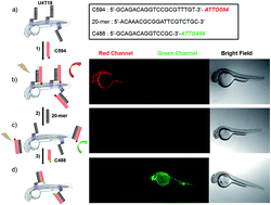 Performing DNA nanotechnology operations on a zebrafish - Chemical