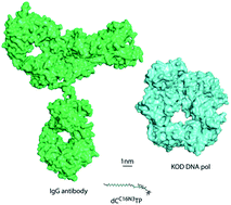 Antibody–nucleotide conjugate as a substrate for DNA polymerases - Chemical  Science (RSC Publishing)