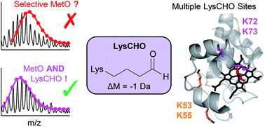 Lysine Carbonylation Is A Previously Unrecognized Contributor To Peroxidase Activation Of Cytochrome C By Chloramine T Chemical Science Rsc Publishing