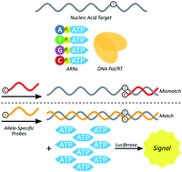 Polymerase-amplified release of ATP (POLARA) for detecting single ...