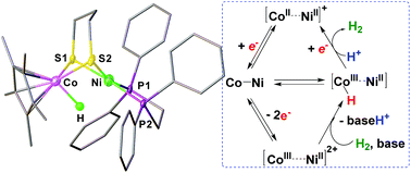 Bimetallic Nickel Cobalt Hydrides In H2 Activation And