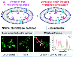 Reaction Free And Mmp Independent Fluorescent Probes For Long Term Mitochondria Visualization And Tracking Chemical Science Rsc Publishing