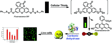 Fluorogenic Hydrogen Sulfide H2s Donors Based On Sulfenyl - 