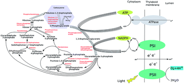 carbon fixation diagram