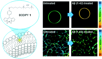 Direct insights into the micro and macro scale mechanisms of symbiotic  effect of SO42−, Mg2+, and Ca2+ ions concentration for smart waterflooding  in the carbonated coated micromodel system - ScienceDirect