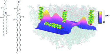 Phospholipids Bilayer Structure