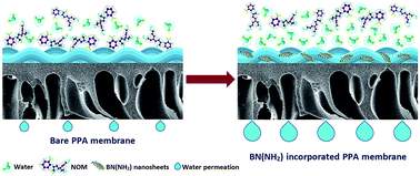 Thin Film Nanocomposite Nanofiltration Membranes From Amine Functionalized Boron Nitride Polypiperazine Amide With Enhanced Flux And Fouling Resistance Journal Of Materials Chemistry A Rsc Publishing