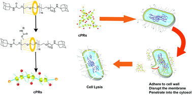 bacterial cell lysis