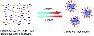 Micelles Prepared From Poly N Isopropylacrylamide Co Tetraphenylethene Acrylate B Poly Oligo Ethylene Glycol Methacrylate Double Hydrophilic Block Copolymer As Hydrophilic Drug Carrier Journal Of Materials Chemistry B Rsc Publishing