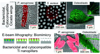 Multi Biofunctional Properties Of Three Species Of Cicada Wings And Biomimetic Fabrication Of Nanopatterned Titanium Pillars Journal Of Materials Chemistry B Rsc Publishing