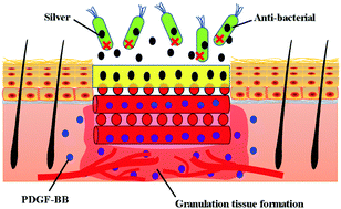 Scoring system employed for granulation tissue formation in the