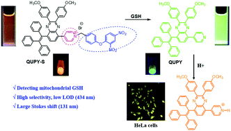glutathione charge Twisted intramolecular charge transfer and aggregation-enhanced emission  characteristics based quinoxaline luminogen: photophysical properties and a  turn-on fluorescent probe for glutathione