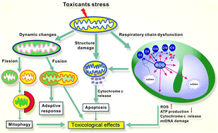 Targeting Of The Respiratory Chain By Toxicants Beyond The Toxicities To Mitochondrial Morphology Toxicology Research Rsc Publishing