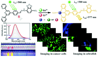 Highly Sensitive And Selective Light Up Fluorescent Probe For Monitoring Gallium And Chromium Ions In Vitro And In Vivo Analyst Rsc Publishing