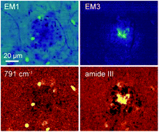 A Fingerprint Of Amyloid Plaques In A Bitransgenic Animal Model Of Alzheimer S Disease Obtained By Statistical Unmixing Analysis Of Hyperspectral Raman Data Analyst Rsc Publishing