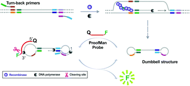 Recombinase assisted loop-mediated isothermal DNA amplification - Analyst  (RSC Publishing)