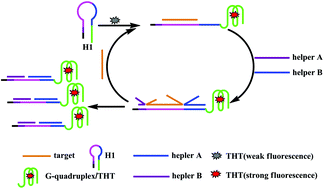 A Rapid Label And Enzyme Free G Quadruplex Based Fluorescence Strategy For Highly Sensitive Detection Of Hiv Dna Analyst Rsc Publishing