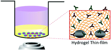 Lossless immunocytochemistry using photo-polymerized hydrogel thin ...