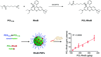 Incorporation of a rhodamine B conjugated polymer for nanoparticle ...