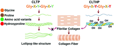 collagen structure