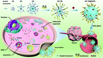 Fabrication Of Zwitterionic And Ph Responsive Polyacetal Dendrimers For Anticancer Drug Delivery Biomaterials Science Rsc Publishing
